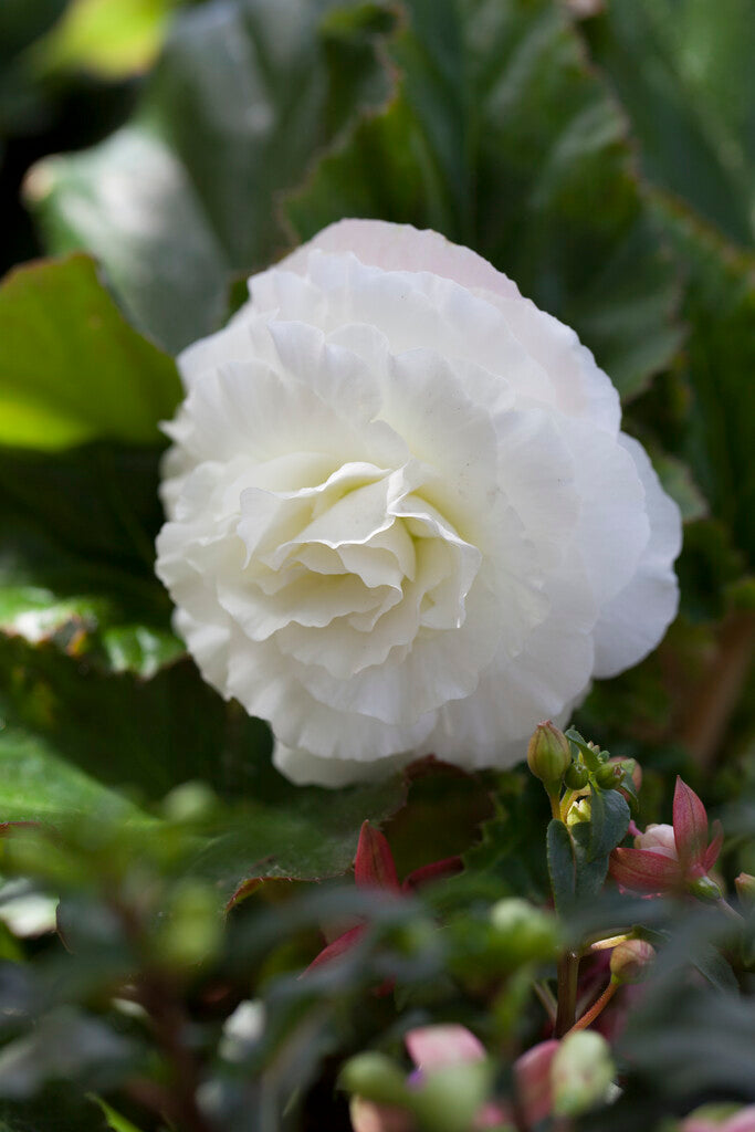 Begonia Dobbel Hvit 3-pakning